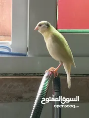  25 جوز كنار بناديق  شغال مع فرخهن