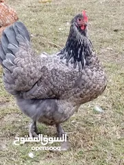  3 دجاج بانواعه