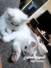  1 Persian cats