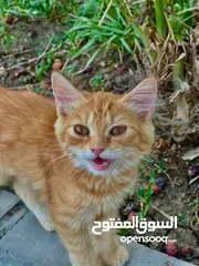  1 قطه شيرازيه اليفه