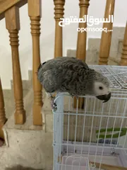  2 African grey parrot (1 - 2) year old معا كل اغراضه