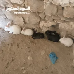  1 تسع ارانب وذكرين بناديك الماني وست جواز وفرده عمار اربع شهور بسم الله ما شاء الله