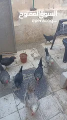  5 8جاجات وديك للبيع