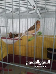  1 للبيع جوز شغالات مع فرخين عمر الفراخ 10 ايام مع قفص اربع معالف وقفص ثلاث معالف الجوز ما شاء الله