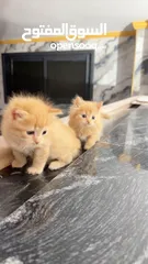  11 قططط للبيع