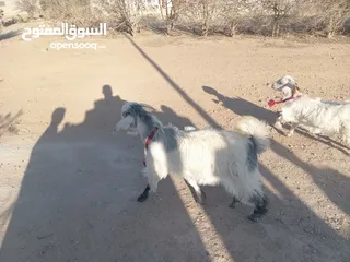  2 جدي ابيض ازرق