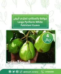  6 شتلات وأشجار الجوافة من مشتل الأرياف أسعار منافسة الأفضل في السوق  امرود کا درخت  guava