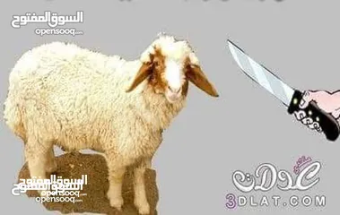  3 لحام جزار متفرغ دبح في المنازل