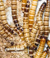  4 ميل وورم /دود قبابي /mealworms