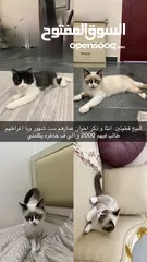  1  قطط عمارهم ست شهور