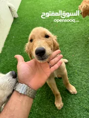  4 Golden Retriever puppies for sale  كلاب جولدن للبيع السعر قابل للفصال