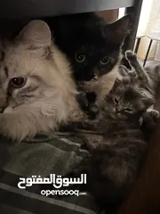  3 قطط للتبني في الرياض