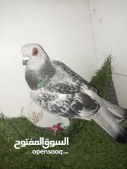  6 حمام كش للبيع كوم