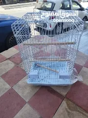 1 قفض ببغاء ايطالي كبير