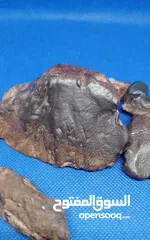  19 Jabal Kamel Hadidi meteorites, Tripoli, Libya, weight: one kilogram and 200 gram