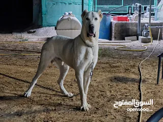  3 الباي ذكر بيور منتج نوع نادر جدا