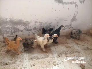  7 فرخات. براهمي . مشكل   في بف وفي بلاك     فرخات. ما شاء الله