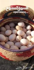  1 يتوفر بيض بلدي مخصب للتفقيس تتوفر كميات تصل إلى 800بيضه يوميا