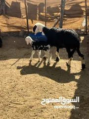  2 جاعدة نجدية تحتها حمله