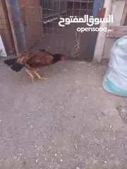  2 بسم الله  دجاجه باكستانيه تركيه العمر 8شهور