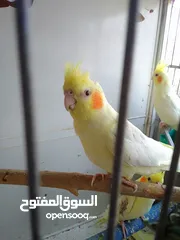  2 جوز ببغاء كوكتيل