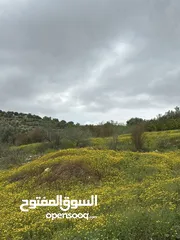  20 استراحة استثماريه للبيع مطله على وادي الريان قوشان مستقل 3،5 دونم مشجرة بالكامل مع مواقف سيارات