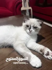  10 قط ذكر سكوتش فولد مكس شيرازي