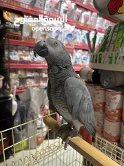  1 ببغاء الكاسكو