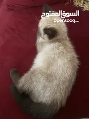  4 قطة هملايا انثى العمر شهرين للبيع