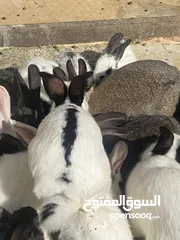  16 أرانب بصحة فوق الممتازه و مأكل ومشرب من افضل ما يكون مختلفة الأنواع و الأحجام والأعمار للبيع حصرا