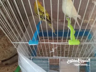  3 جوزين للبيع اقرأ الوصف