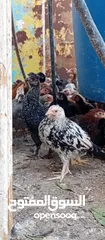  3 صوص بلدي للبيع