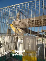  3 جوز كنار نخب اول خيرهن معهم فرخ