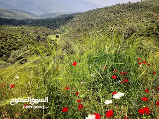  1 أرض زراعية للبيع مطلة على 5 محافظات وفلسطين