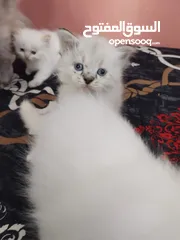 6 5 persian cats 45days old two male and 3 female price per cat 30 bd