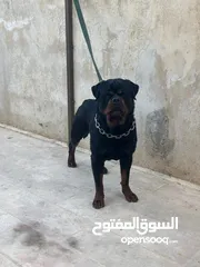  2 روت وايلر مستوى عالي