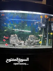  5 حوض سمك زينه كبير جاهز مع الاسماك