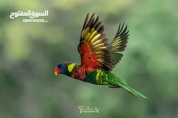  2 ببغاء شوف الوصف
