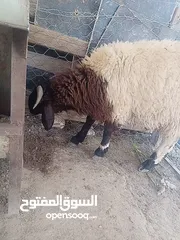  3 لحم ذكر الله صلوا على النبي خروف نخب نخب وزنه 50 كيلو قائم