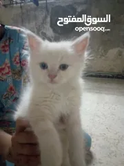  1 هملايا وسكوتش العمر شهرين