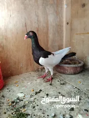  1 جوزا شغاله ومكفوله وطواير شغلات