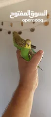  5 طيور حب نوعيه ممتازه