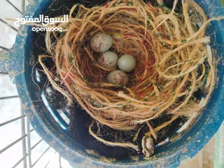  5 جوز كنار نخب اول