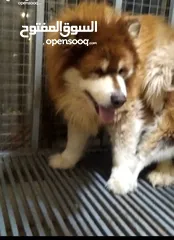  2 Giant malamute للبيع  بسعر مغري جدا لعدم التفرغ