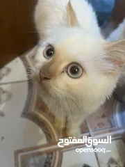  13 ذكر هملايا بلو ابيض