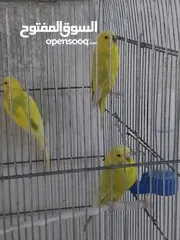  8 متوفر اربع طيور حب بسعر حرق اقرأ الوصف  ااااااااااااااااااااااااااااااااااااااااااااااااااااااا