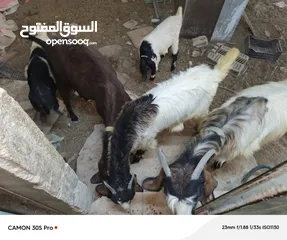  9 عنزتين للبيع او بدل على خرفان
