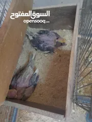  8 طيور كوكتيل جوزين مع فراخهم كل جوز معه فرخبن 75