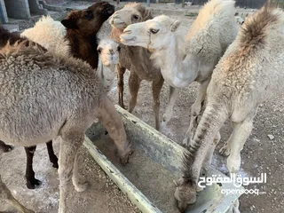  3 قعدان عدد 6 للبيع