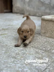  10 Golden Retriever Vaccinated Puppies 45 Days